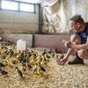 Elke week worden 1.300 kuikentjes  geboren in deze kwekerij: “Ik zie ze állemaal graag, maar namen geven is onbegonnen werk”