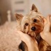 ENTRETIEN. « L’animal est un membre de la famille, mais essayer de l’humaniser, c’est une erreur »