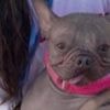 Watch: 'World's Ugliest Dog' crowned in California