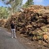 Des arbres abattus sur 13 hectares : l’incompréhension dans une commune du Finistère