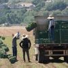 Trump curbs immigration enforcement at farms, meatpacking plants, hotels and restaurants