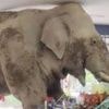 Watch: Hungry elephant wanders into Thai grocery store