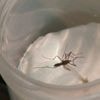 Moustique tigre : la prolifération de l'insecte, vecteur de maladie, est particulièrement surveillée