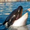 Le transfert des orques et des dauphins de Marineland d’Antibes au point mort
