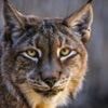 Danish zoo asks for unwanted pets to feed its predators