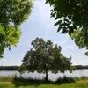 Question de science. Pourquoi les feuilles d’un arbre sont-elles vertes ?
