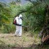 Le bilan de l'épidémie de chikungunya à la Réunion est désormais de 12 morts depuis le début de l'année, selon Santé publique France
