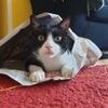 Neun Wahrheiten, die Katzenratgeber verschweigen: Ich liebe ihn, aber er treibt mich zum Wahnsinn