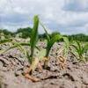 Regen reicht einfach nicht: Es könnte der trockenste Frühling seit 1881 werden