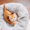 Der Garfield-Faktor: Krebsgen macht Katzen orange