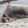 Baby seal 'stabbed several times' as police launch manhunt for suspect