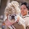 From Bridgerton lookalikes to old dogs with new tricks: Sweet snaps show pups from all over the country as their owners come together for annual show