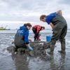 Eet geen ei van hobbykip­pen, is het advies. Maar wat doet pfas met kippen zelf, en andere dieren?