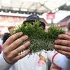 Aus dem Müngersdorfer Stadion: Fans verkaufen Kölner Aufstiegsrasen im Internet