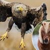 Crofters demand action amid claims Shetland pony foals are being snatched by giant EAGLES