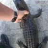 Watch: Police officer removes alligator from family's pool with bare hands