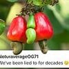 People are only just realising where cashew nuts actually come from: 'We've been lied to for decades'