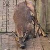 Deer gets stuck in garden gate railings