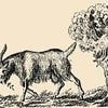 This picture of a goat has a woman hidden in it - so, can you spot her?