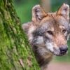 Wolfsjagd in Brandenburg: Naturschützer kritisieren Ministerin