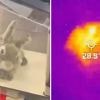 Wegen Überpopulation: Roboterkaninchen jagen Pythons in Florida