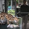 Stichting Aap vangt afgedankte servals op: ‘Mensen denken niet na, het zijn impulsaankopen’
