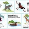 Britain's zoo OVERHAUL: UK animal parks will be forced to introduce larger habitats for elephants, ban touching in aquariums and ditch tethering birds under new government rules
