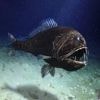Température, pression, monstres marins… De quoi sont faits les abysses ?