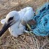 Heartbreaking footage reveals a plastic 'death trap' in birds' nests - with chicks getting entangled in ropes that strangle their limbs