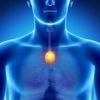 Das unbekannte Superorgan: Der Thymus „erschafft ein zweites Menschlein“