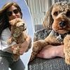 Hidden cost of designer dogs the breeders won't tell you about: Pet owners say trendy breeds like cockapoos are costing them thousands in vet bills - and issue warning about their temperaments