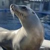 Scientists once thought only humans could bob to music. Ronan the sea lion helped prove them wrong