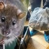 Ratten zo groot als huiskatten rukken op, volgens experts is dat niet gek: ‘We rollen de rode loper voor ze uit’