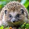 Hedgehog numbers are falling: How to make a home for them in your garden