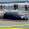 KIJK | Jonge en uitgemergelde potvis spoelt aan op strand in VS