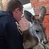 I love Irwin my kangaroo. But his latest showdown with Colorado cops may force me into a heartbreaking choice