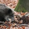 Tierkrankheiten: Erstmals Afrikanische Schweinepest in NRW nachgewiesen
