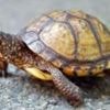 Man faces jail in US for shipping 850 turtles in socks to Hong Kong