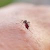 Un premier cas autochtone de chikungunya a été détecté en 2025 en France métropolitaine, dans le Var