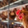 50.000 kippen omgekomen door brand in Limburgse Heibloem, deeltjes zonnepanelen belanden in natuur