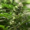 Ein Jahr nach Legalisierung: Cannabis-Boom: "20 Millionen Euro Gewinn erwartet"