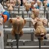 USDA withdraws a plan to limit salmonella levels in raw poultry