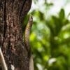 Children fall ill in India 'after dead snake found in school meal'