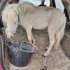 Kurioser Tiertransport: Pony im pinken Pkw – Polizei stoppt Autofahrerin bei Aachen