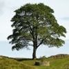 Five things you may have missed in Sycamore Gap trial
