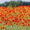 Wettervorhersage: Sonniger Sonntag, danach wird es frischer