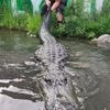 Tiere im Film: Bekannt aus „Happy Gilmore“: Hollywood-Alligator ist tot