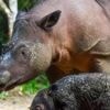 Comment un labrador et un cocker sont parvenus à retrouver la trace d’un animal rarissime
