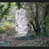 À qui appartient ce menhir du néolithique enseveli sous la végétation ? Cette Bretonne veut savoir !