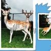 Waarom bevriezen veel mensen bij grote schrik of dreiging? ‘Mijn onderlijf voelde 30 kilo zwaarder’